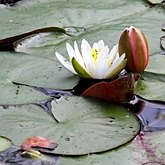 Nymphaea odorata