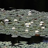 Nymphaea odorata