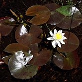 Nymphaea odorata