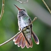 Oiseaux Non Passeriformes - Oiseaux-mouches, martinets