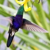 Oiseaux Non Passeriformes - Oiseaux-mouches, martinets