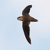 Oiseaux Non Passeriformes - Oiseaux-mouches, martinets