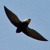 Oiseaux Non Passeriformes - Oiseaux-mouches, martinets