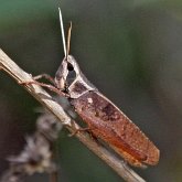 Insects - Orthopterans