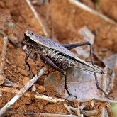 Insects - Orthopterans