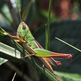 Insects - Orthopterans