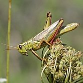 Insects - Orthopterans