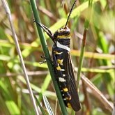 Insects - Orthopterans