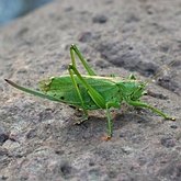 Insects - Orthopterans