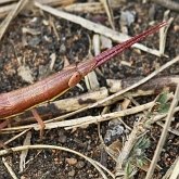 Insects - Orthopterans