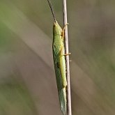 Insectes - Orthoptères