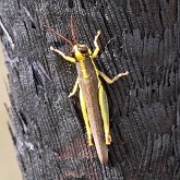 Insectes - Orthoptères