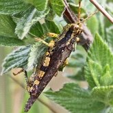 Insectes - Orthoptères