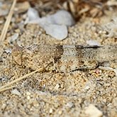 Insetos - Ort&#243;pteros