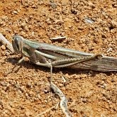 Insetos - Ort&#243;pteros