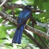 Birds Non Passeriformes - Others