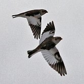 Birds Passeriformes - Others