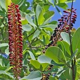Angiosperms Eudicots  - Others