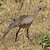 Aves Non Passeriformes - Outras