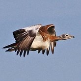 Aves Non Passeriformes - Outras