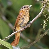 Aves Passeriformes - Outras