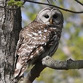 Birds Non Passeriformes - Owls