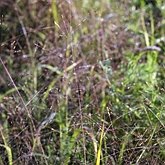 Panicum capillare
