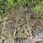 Panicum capillare