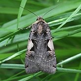 Insectes - Papillons de nuit (Heterocera) : Noctuoidea