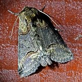 Insectes - Papillons de nuit (Heterocera) : Noctuoidea