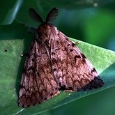 Insectes - Papillons de nuit (Heterocera) : Noctuoidea