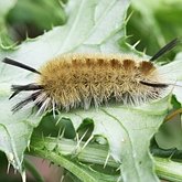 Insectes - Papillons de nuit (Heterocera) : Noctuoidea