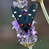 Insectes - Papillons de nuit (Heterocera), autres