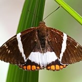 Insectes - Papillons de nuit (Heterocera), autres