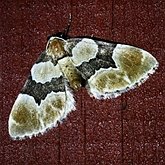 Insectes - Papillons de nuit (Heterocera), autres