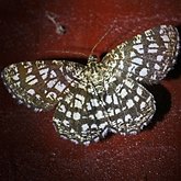 Insectes - Papillons de nuit (Heterocera), autres