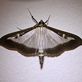Insectes - Papillons de nuit (Heterocera), autres