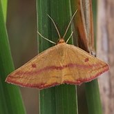 Insectes - Papillons de nuit (Heterocera), autres
