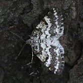 Insectes - Papillons de nuit (Heterocera), autres