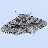 Insectes - Papillons de nuit (Heterocera), autres