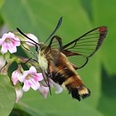 Insectes - Papillons de nuit (Heterocera), autres