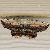 Insectes - Papillons de nuit (Heterocera), autres