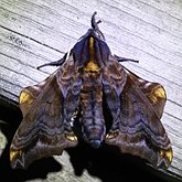 Insectes - Papillons de nuit (Heterocera), autres