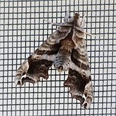 Insectes - Papillons de nuit (Heterocera), autres