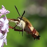 Insectes - Papillons de nuit (Heterocera), autres
