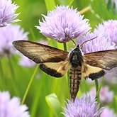 Insectes - Papillons de nuit (Heterocera), autres