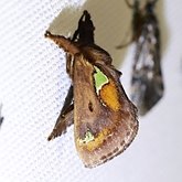 Insectes - Papillons de nuit (Heterocera), autres