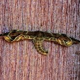 Insectes - Papillons de nuit (Heterocera), autres