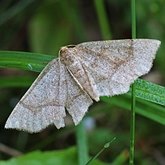 Insectes - Papillons de nuit (Heterocera), autres