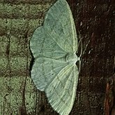 Insectes - Papillons de nuit (Heterocera), autres